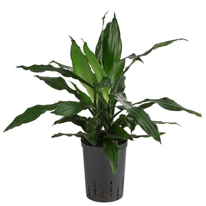 Drachenbaum - Dracaena 'Janet Craig', | Dehner