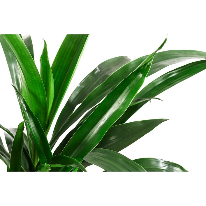 Drachenbaum - Dracaena 'Janet Lind', | Dehner