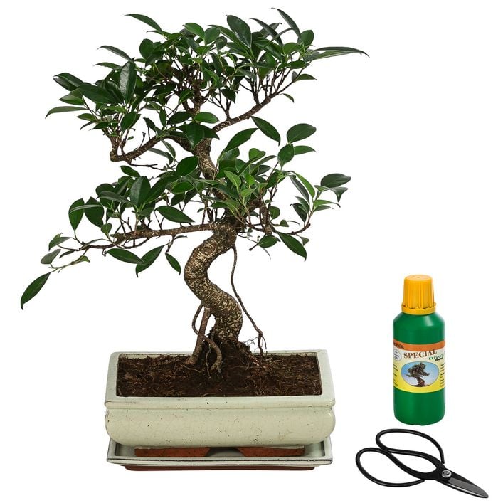 Bonsai Chinesischer Feigenbaum - Ficus retusa, | Dehner