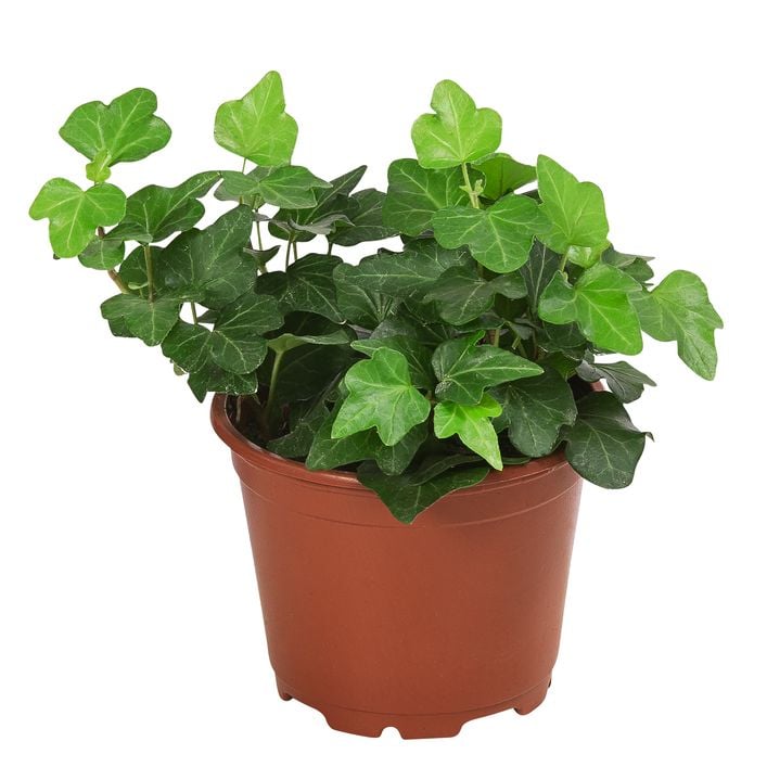 welche erde bei zimmerpflanzen Premium Zimmerpflanzen Erde 10l  Foliage Dreams