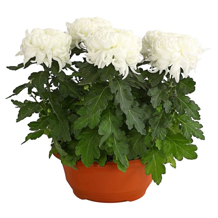 syngonium pink variegata Syngonium strawberry milk – Greenspaces.id