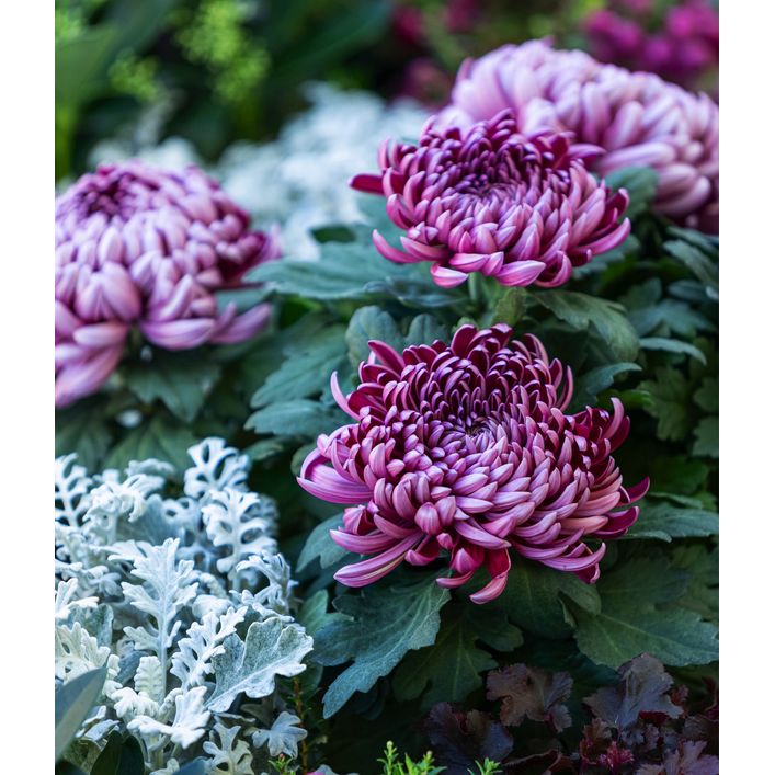 Deko-Chrysantheme, Schale, verschiedene Farben | Dehner