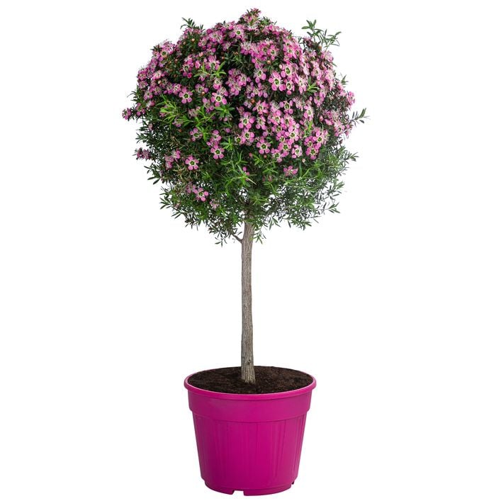 sommerbettdecke bambus Bettdecke Bamboo Summer mit Bambusfasern  Vitapur.DE