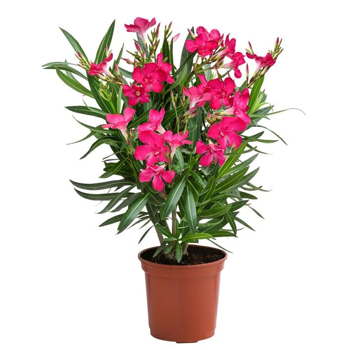 Oleander, Busch, verschiedene Farben | Dehner