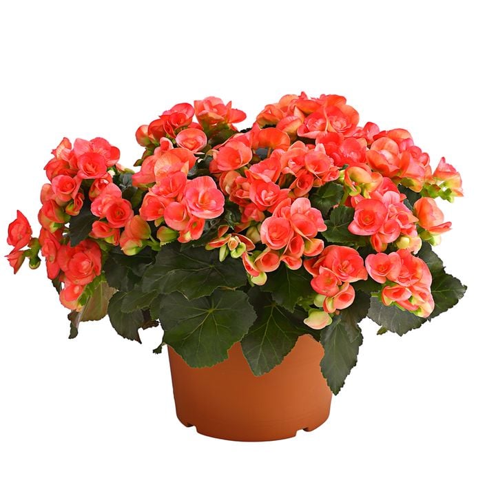 Elatior-Begonie - Begonia elatior, Busch, | Dehner
