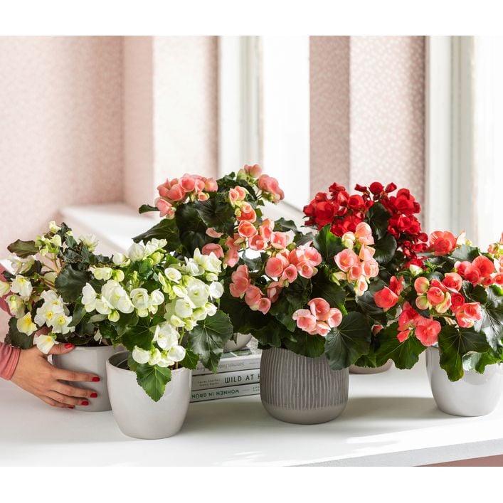 Elatior-Begonie - Begonia elatior, Busch, | Dehner