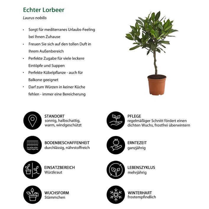 Echter Lorbeer, Stmmchen | Dehner