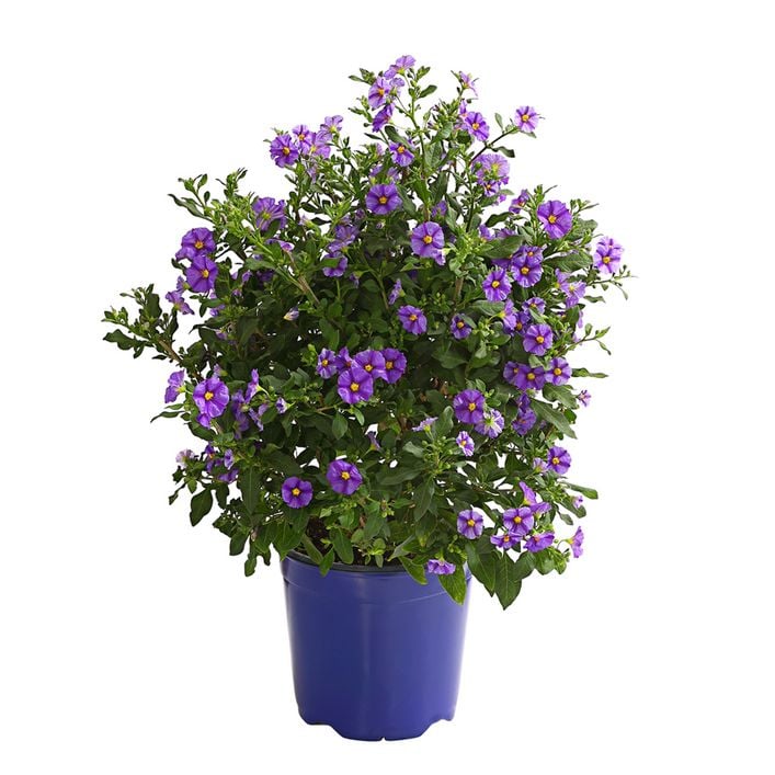 chili pflanze dngen hausmittel Chili Pflanzen Dnger Flssigdnger von Flora Boost fr gesunde Chili  Pflanzen