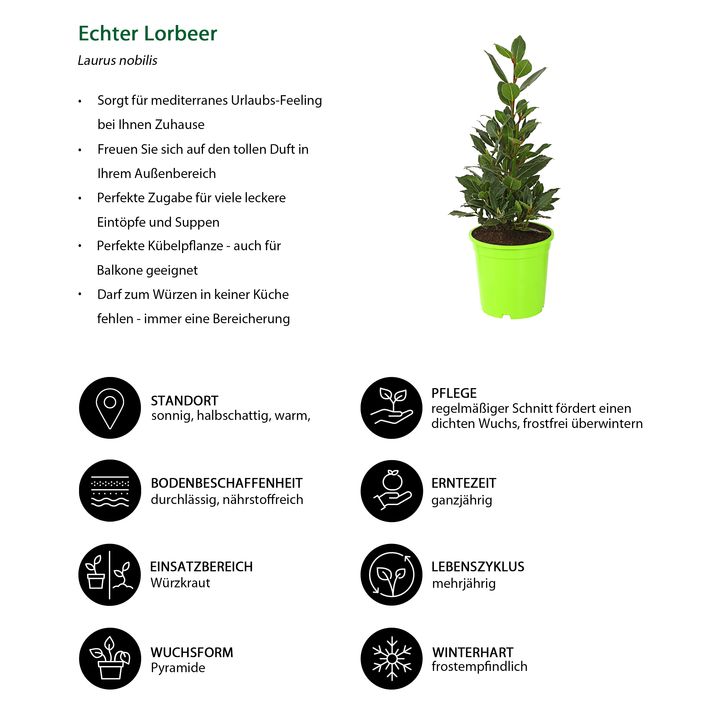 Echter Lorbeer, Pyramide | Dehner