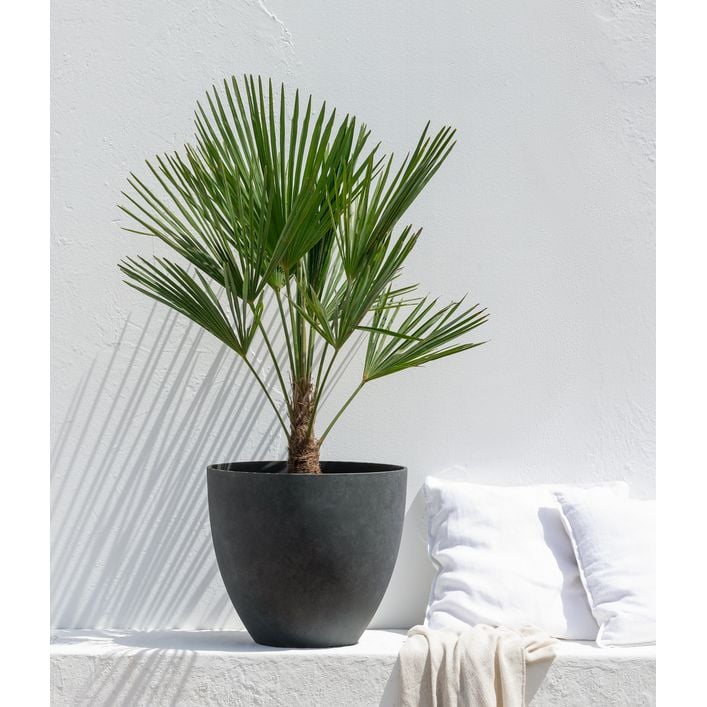 cannabispflanze welcher dünger Green Home BIO Cannabis Dünger All in One main image 0