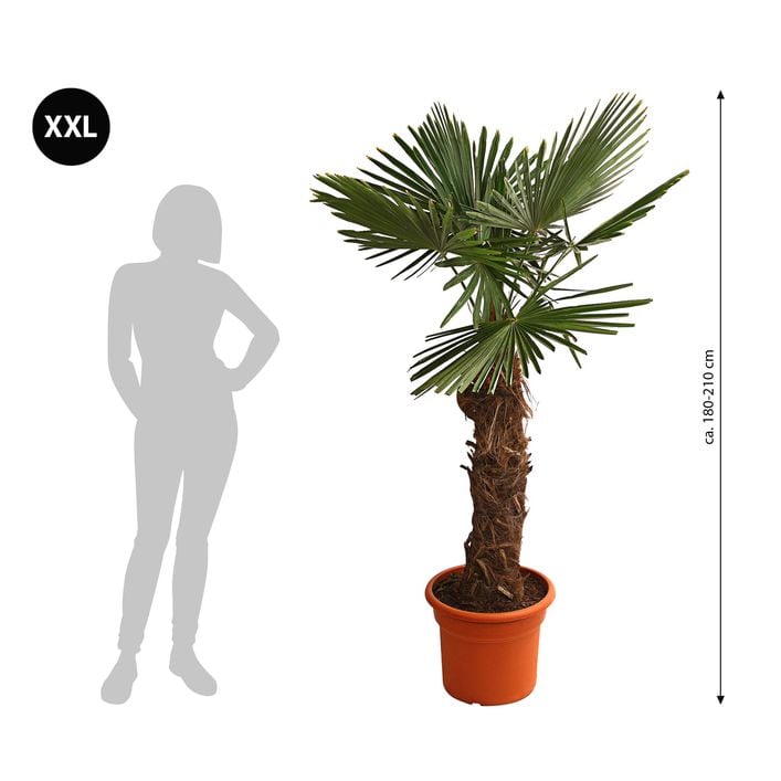 XXL Hanfpalme, ca. 180-210 cm | Dehner