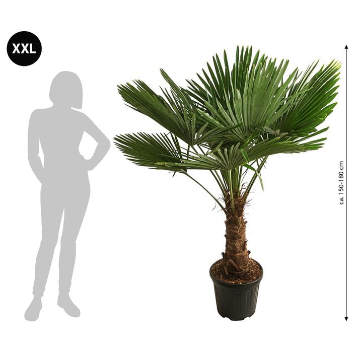 künstliche kiefernzweige Kunstpflanzen | Künstlicher Kiefernzweig - Nico, 70 cm | Wie echt main image 0