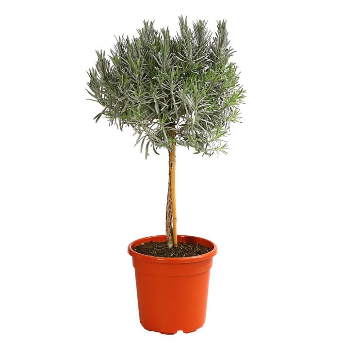 Dehner Gourmet Garten Lavendel, Hochstamm Dehner