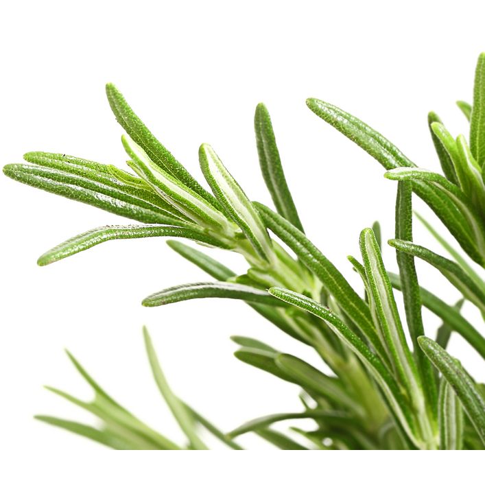 Dehner Gourmet Garten Rosmarin | Dehner