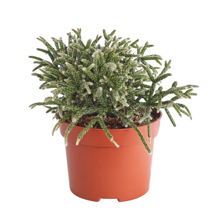Korallenkaktus - Rhipsalis cassutha, | Dehner
