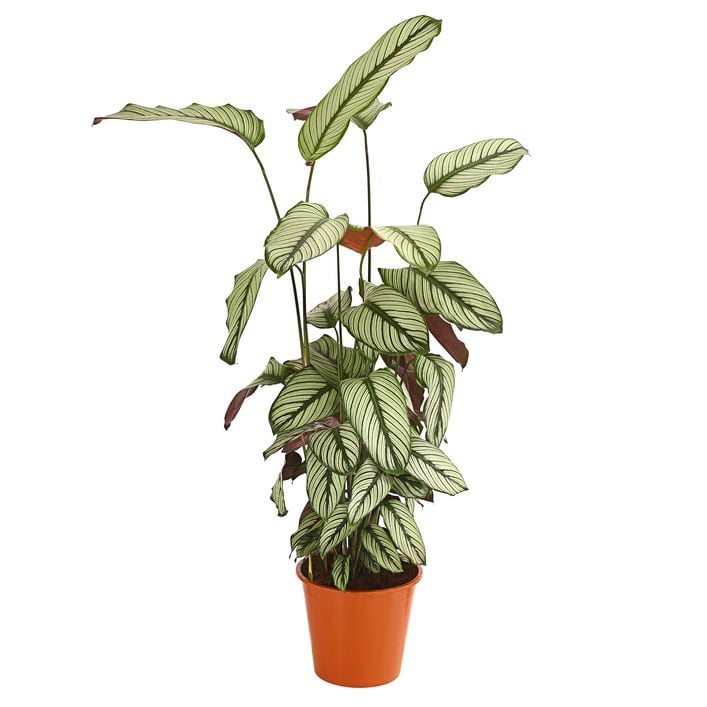 Korbmarante - Calathea 'Whitestar' | Dehner