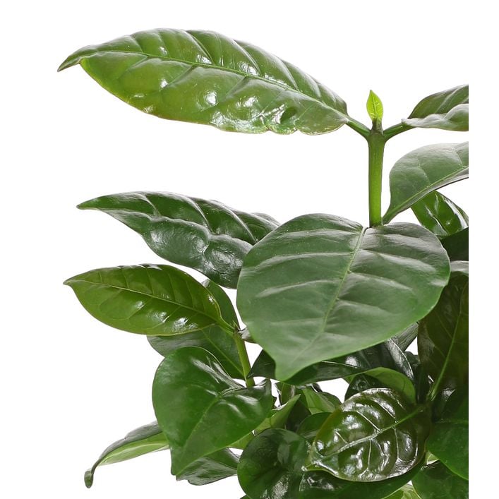 zimmerpflanze korbmarante Calathea main image 1