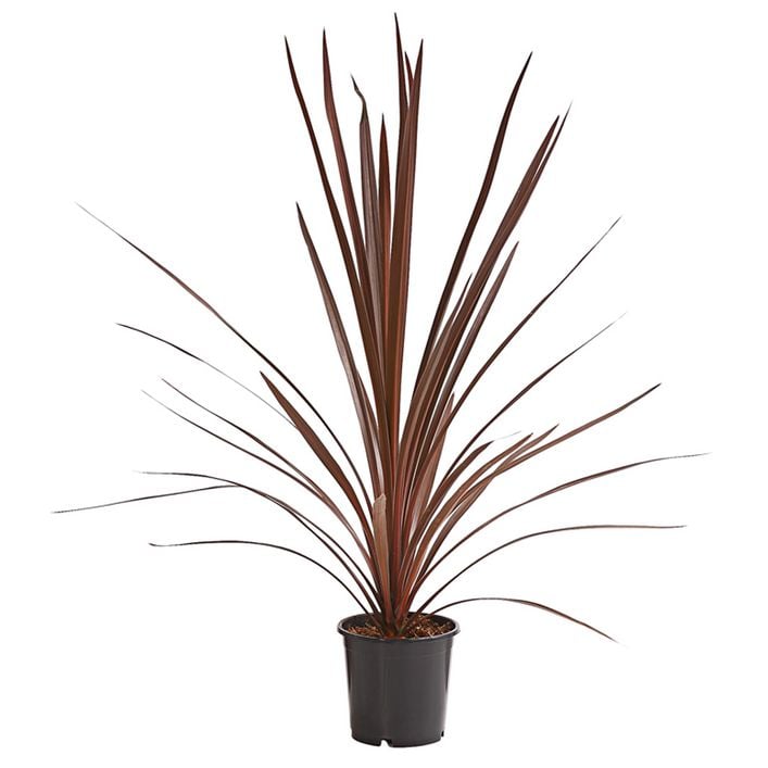 Keulenlilie - Cordyline australis | Dehner