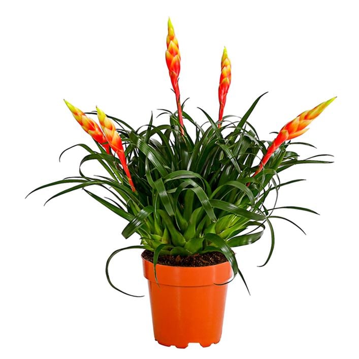 calathea nega Large Calathea Pinstripe