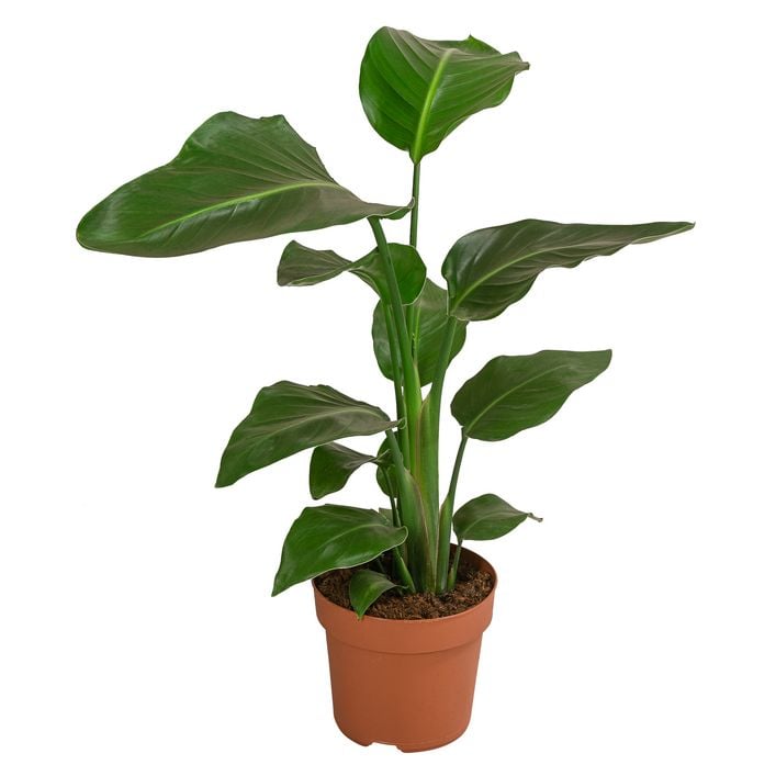Baumstrelitzie - Strelitzia nicolai | Dehner