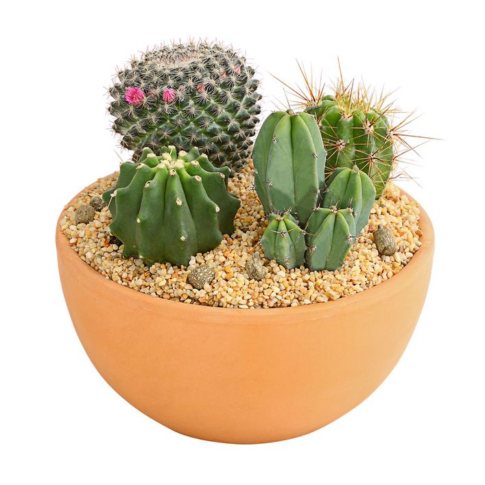 Pflanzenmix Kakteen-Quartett - Cactaceae, 4 | Dehner