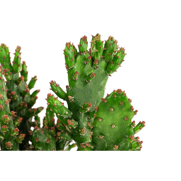 Feigenkaktus - Opuntia monacantha | Dehner