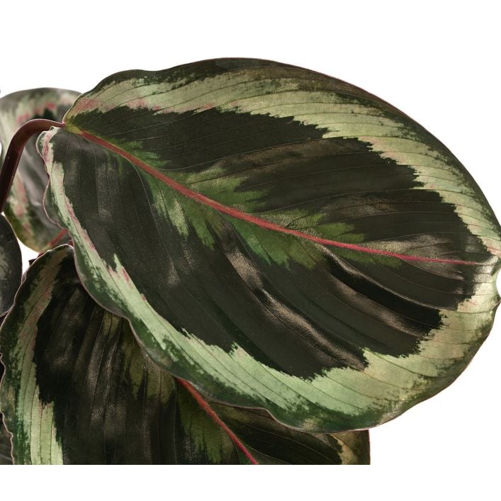 calathea maranta lemon lime Lemon Lime Maranta main image 0