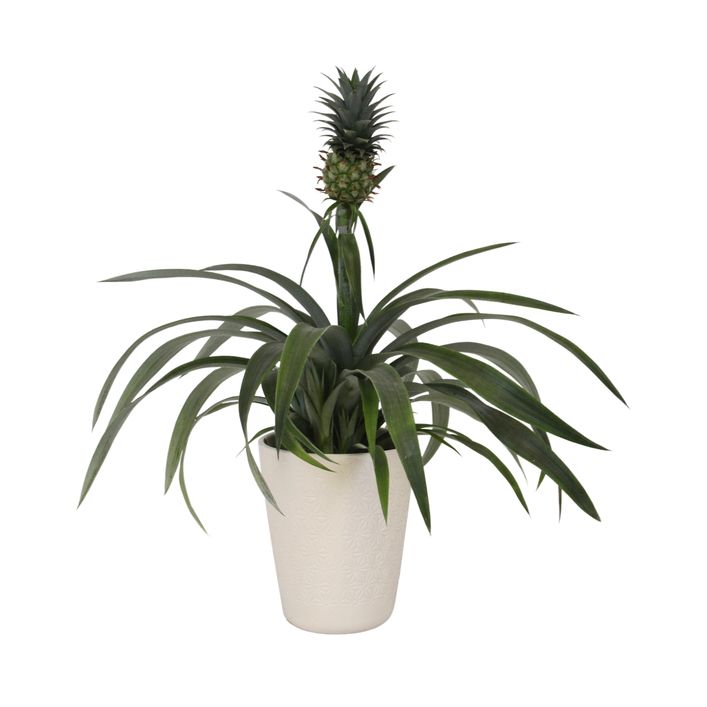 Ananaspflanze - Ananas comosus, in Keramik | Dehner