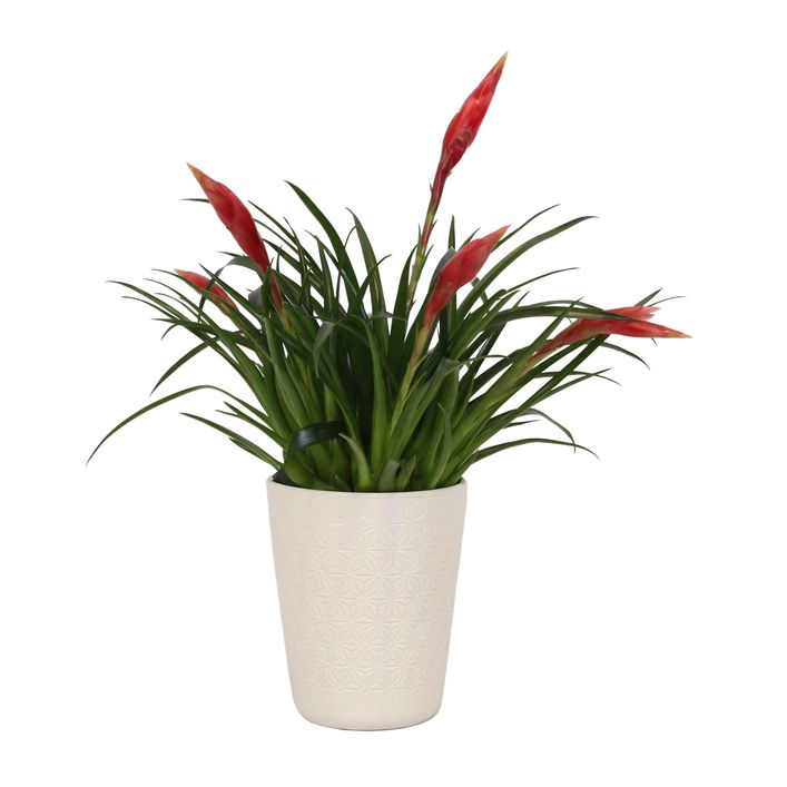 dracena fertilizer Professional Liquid Dracaena Plant Fertilizer main image 1