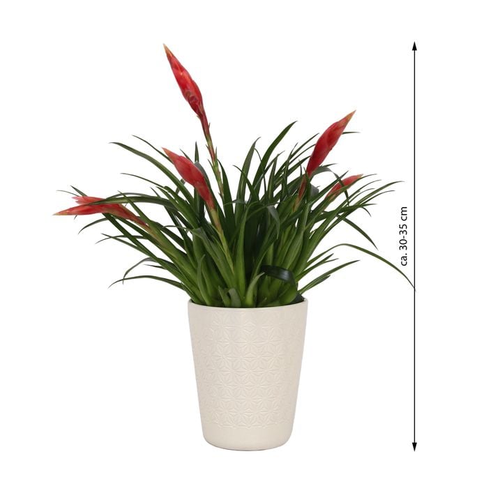 robuste zimmerpflanzen groß Große Yucca Palme kaufen – Green Me Up