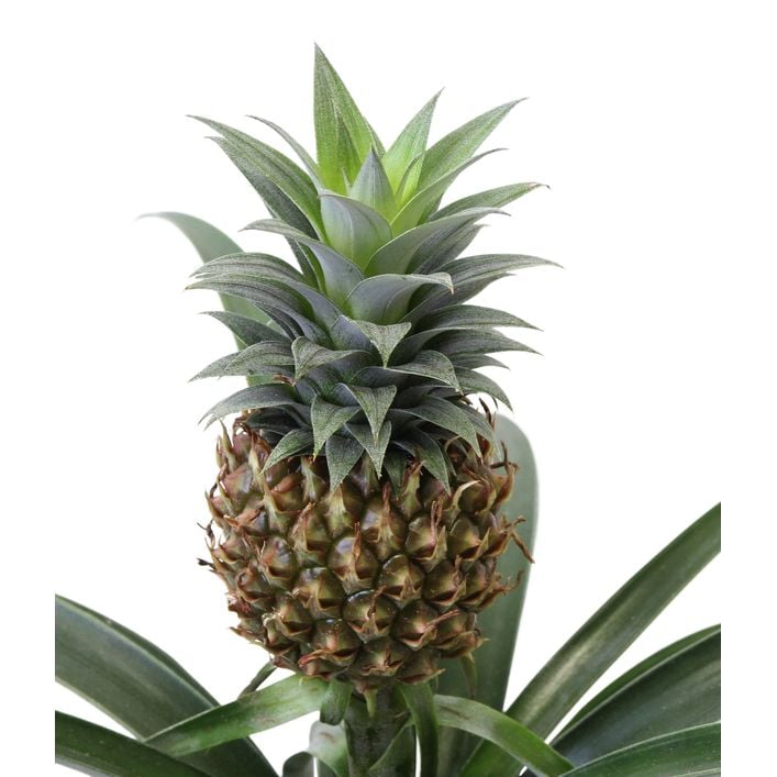 bromelien ananas Zhre Ana Bromelain Sirup 250ml  z Natur