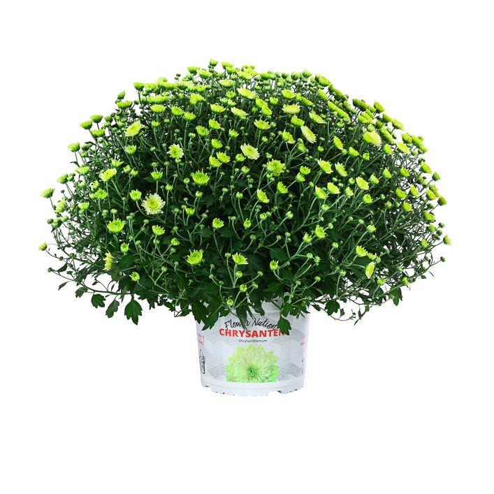 Chrysantheme 'Pistache' | Dehner