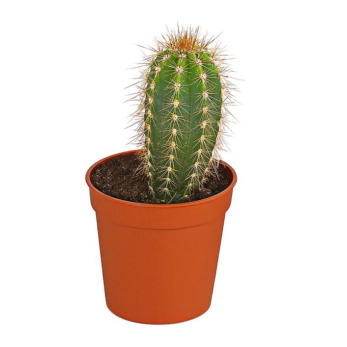 Sulenkaktus - Cereus peruvianus, | Dehner