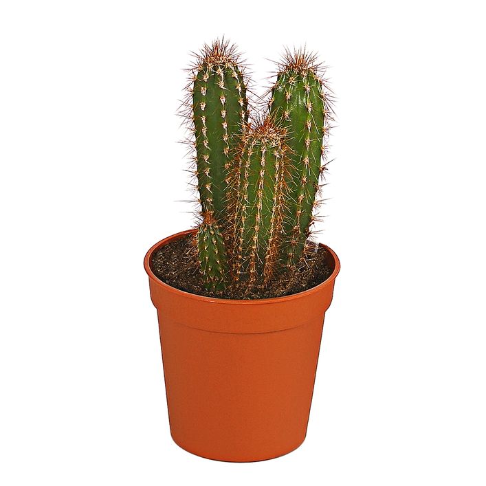 Sulenkaktus - Cereus peruvianus, | Dehner