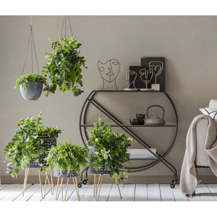 Peperomie - Peperomia rotundifolia, Ampel | Dehner