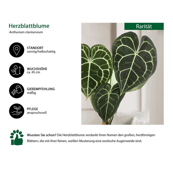 Herzblattblume - Anthurium clarinervium | Dehner