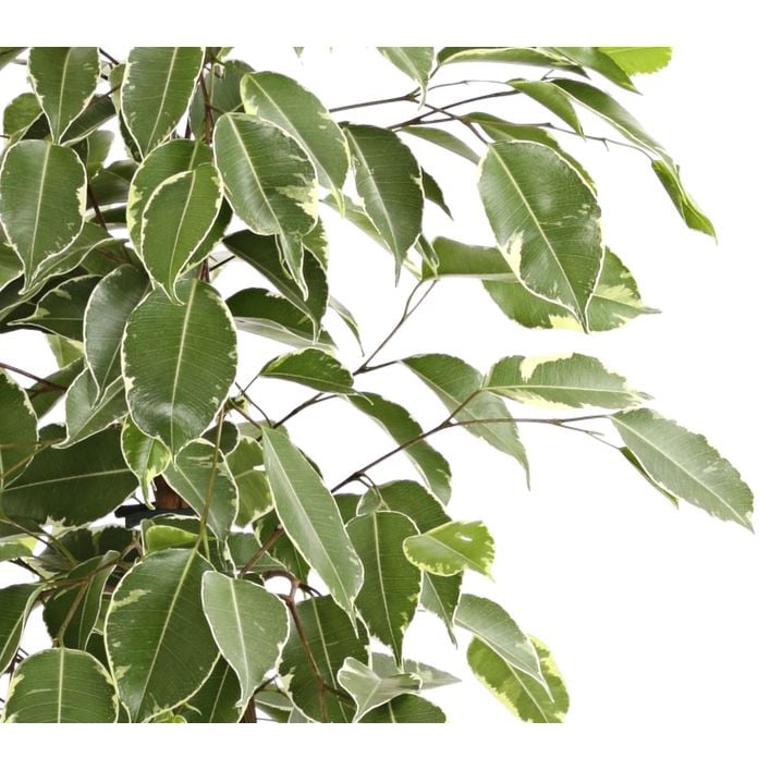 ahorn bonsai formen Bonsai-Ahorn – Secret Garden Plant Shop main image 1