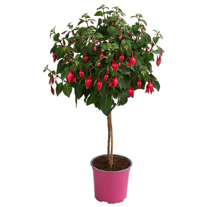 blühwiesen saatgut Artenreiches Saatgut – Blumenwiese mit heimischen Arten – WildLand main image 1