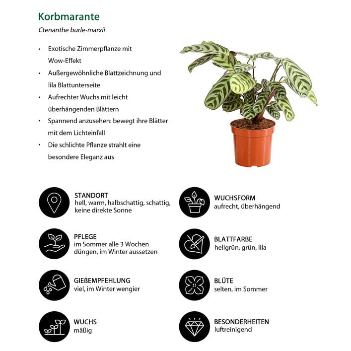 Marante - Ctenanthe burle-marxii | Dehner