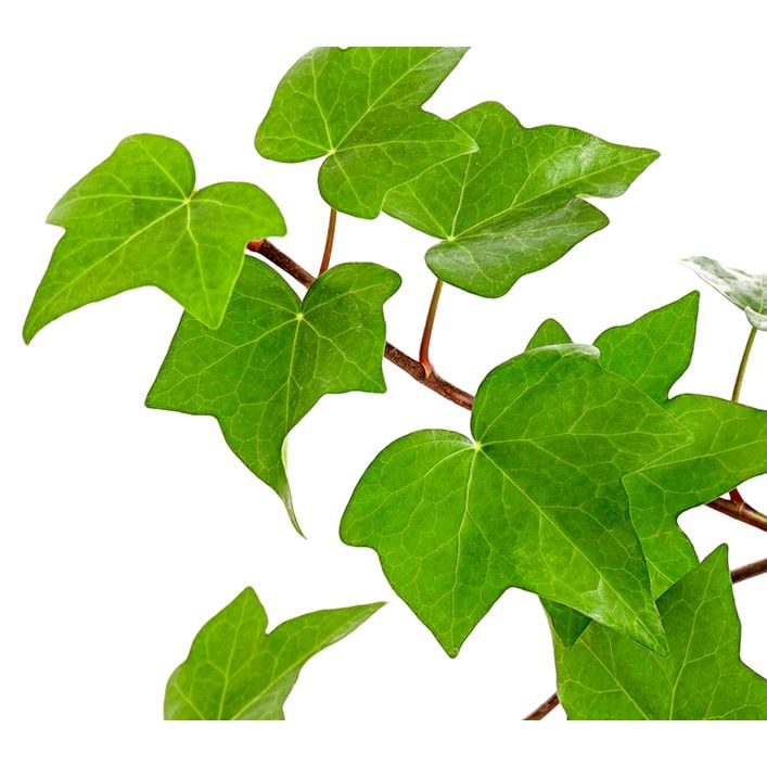 Efeu - Hedera helix 'Mont Gommery' | Dehner