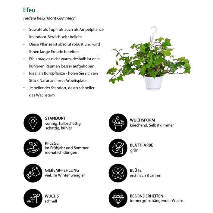 efeu zimmerpflanze Efeu Hedera Helix Wonder - Pflanzen sicher zu dir nach Hause