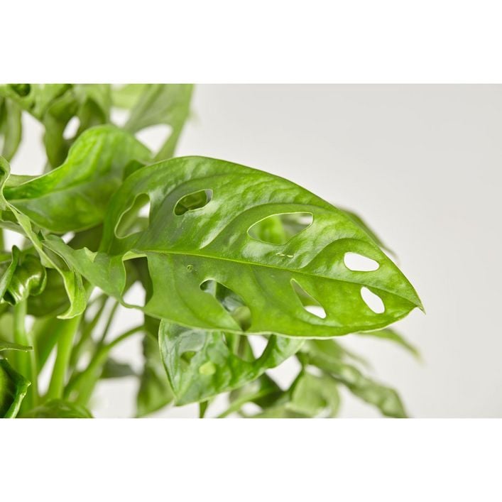 Fensterblatt - Monstera adansonii, Ampel | Dehner