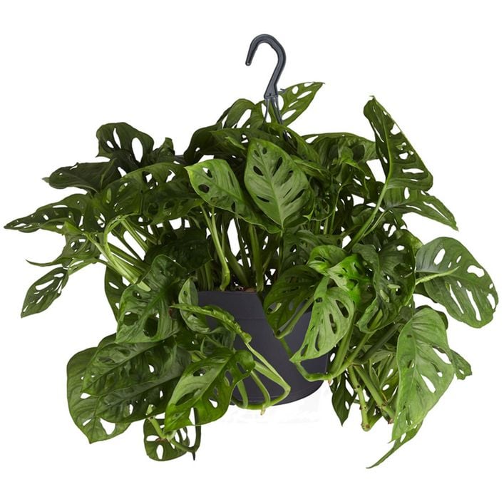 hedera white paper Hedera helix variegata