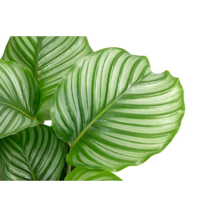 efeutute silvery ann Explore Our Pothos Silvery Ann
