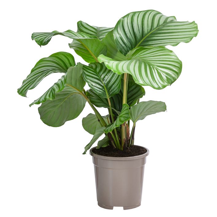 lampe monstera MONSTERA BULBING Optical Illusion 2D To 3D Table Lamp Eco Friendly LED –  Studio Cheha main image 0