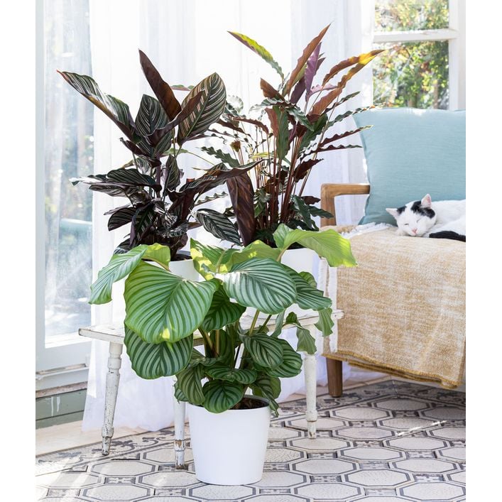 Korbmarante - Calathea orbifolia | Dehner