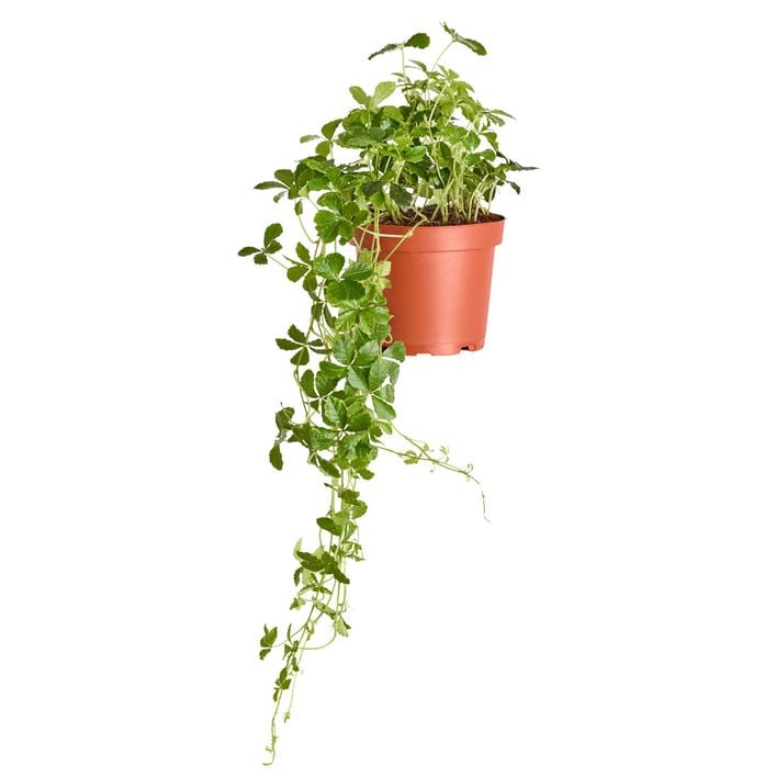 Kleine Zimmerrebe - Cissus striata | Dehner