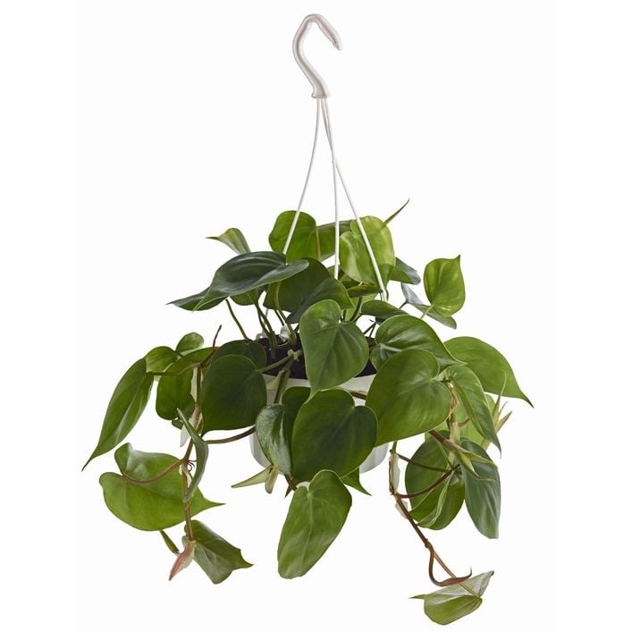 philodendron grey sticks Philodendron Silver Stripe | Care Guide and Pro Tips - Delivery from  Toronto across Canada main image 0