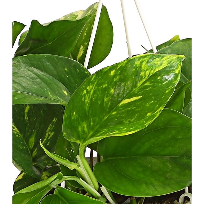 Efeutute - Epipremnum aureum 'Torro', Ampel | Dehner