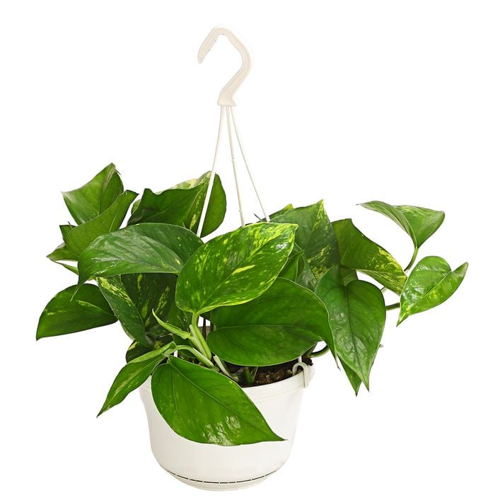 Efeutute - Epipremnum aureum 'Torro', Ampel | Dehner